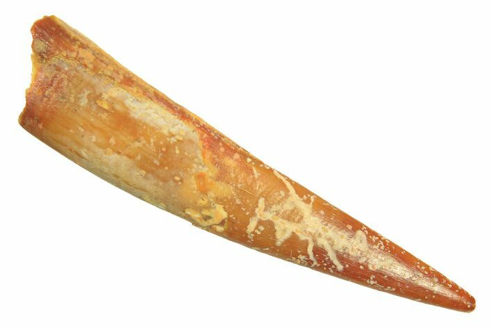 Fossil Pterosaur (Siroccopteryx) Tooth - Morocco #297044